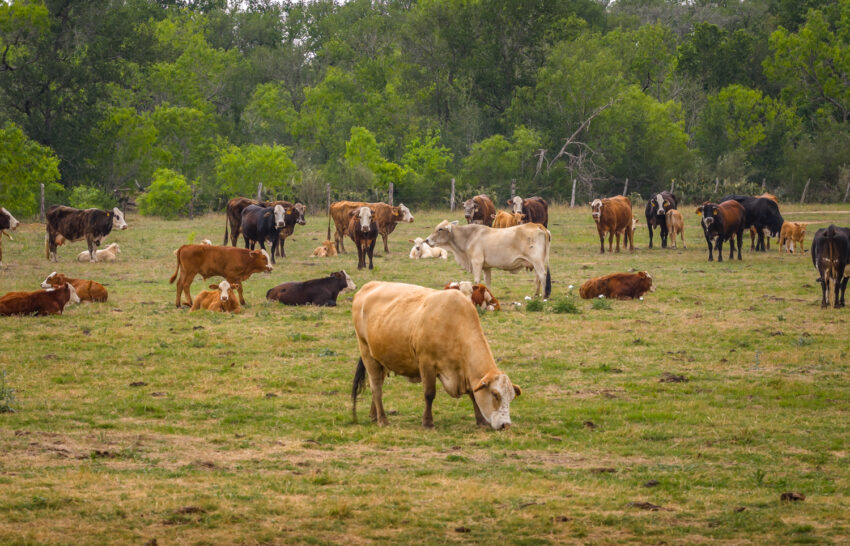 Cattle Country Ranch 446 acre property for sale in Guadalupe County Image 1