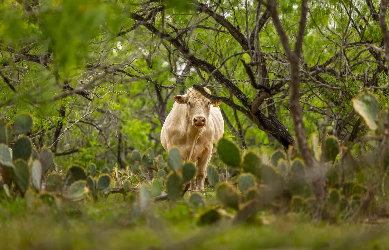 Cattle Country Ranch 446 acre property for sale in Guadalupe County Image 2