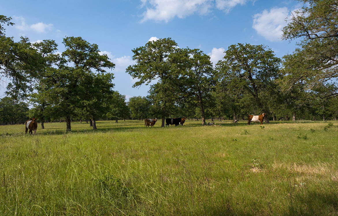 C Bar S Ranch 66 Acre Ranch For Sale In Guadalupe County Image 16