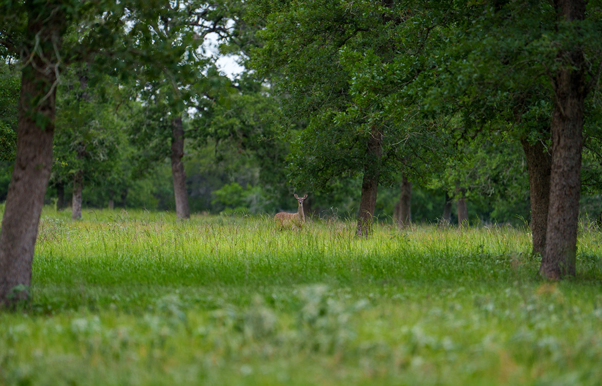 C Bar S Ranch 66 Acre Ranch For Sale In Guadalupe County Image 18