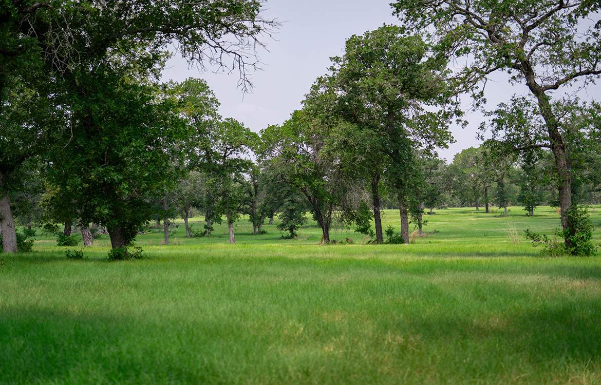 Rolling B Ranch 86 Acre Ranch For Sale In Guadalupe County Image 11