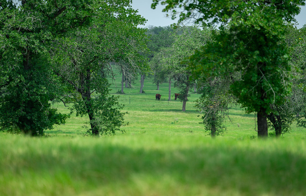 Rolling B Ranch 86 Acre Ranch For Sale In Guadalupe County Image 12