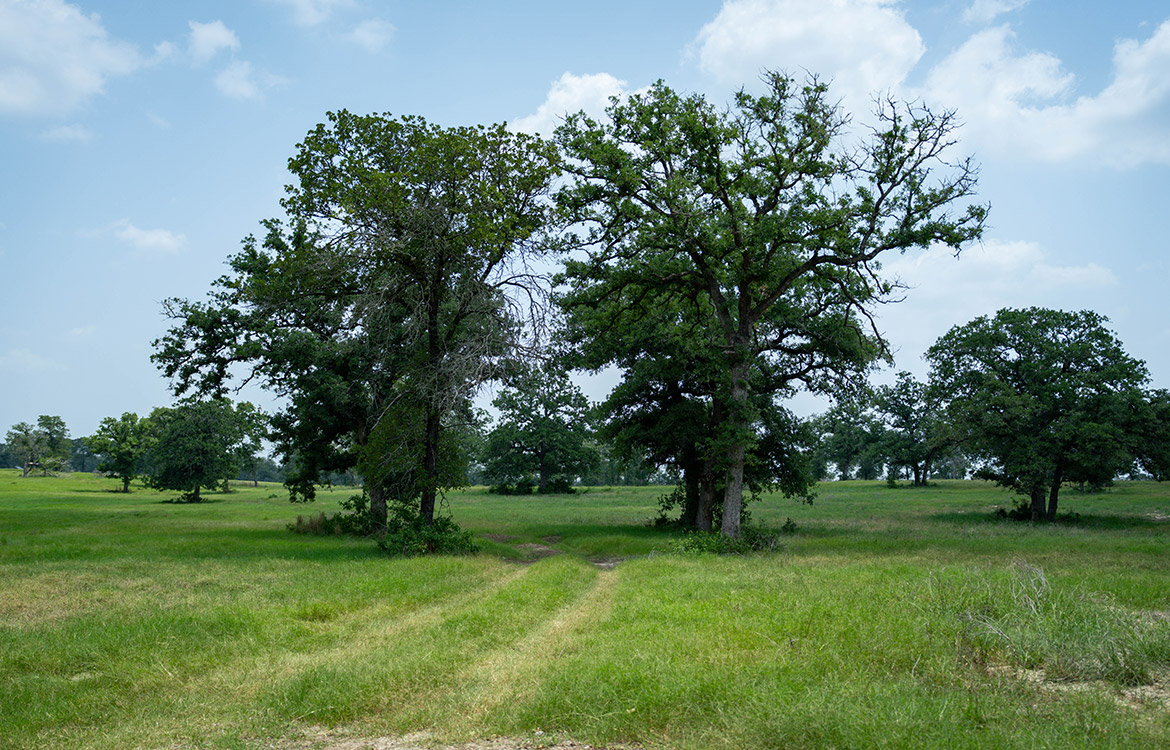 Rolling B Ranch 86 Acre Ranch For Sale In Guadalupe County Image 15