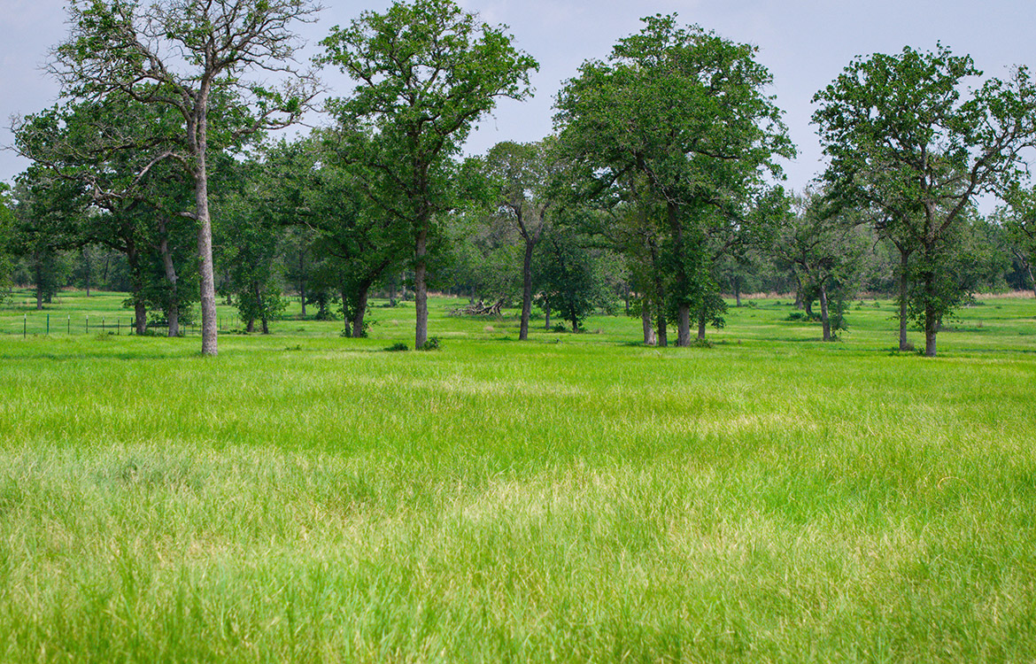 Rolling B Ranch 86 Acre Ranch For Sale In Guadalupe County Image 3