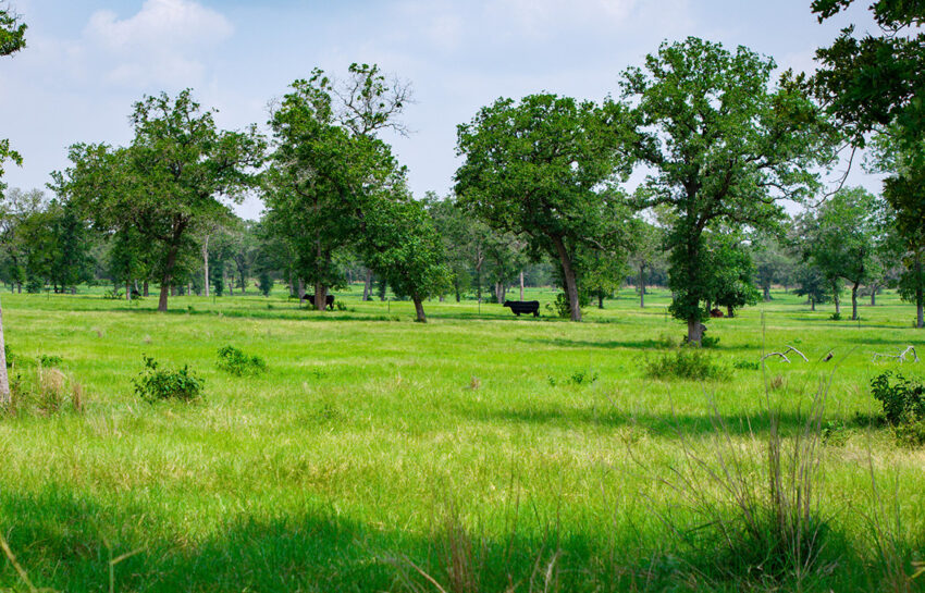Rolling B Ranch 86 Acre Ranch For Sale In Guadalupe County Image 8