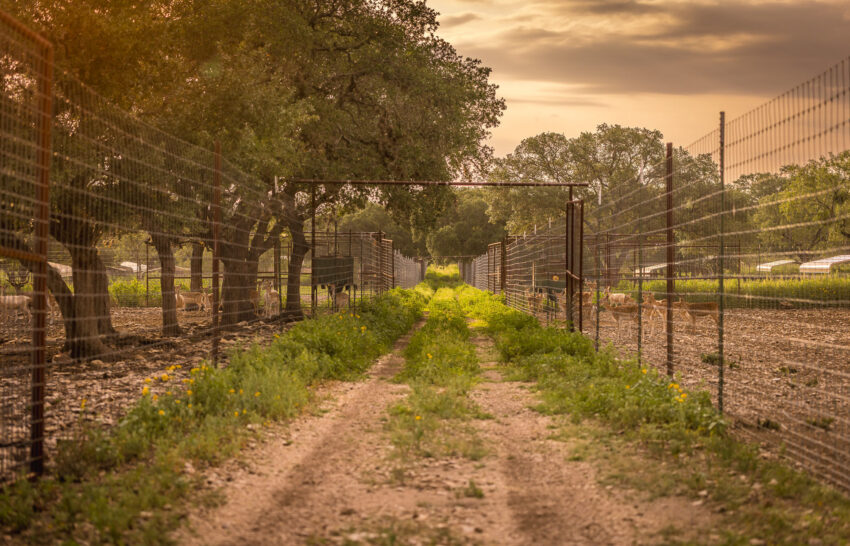Aspire Wildlife Ranch 1298 Acre Hunting Ranch For Sale in Medina County Image 12