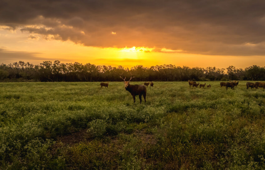 Aspire Wildlife Ranch 1298 Acre Hunting Ranch For Sale in Medina County Image 13