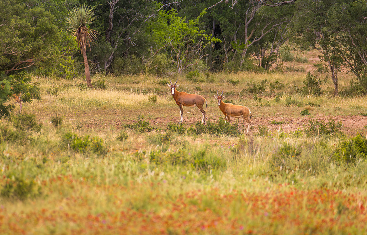 Tehuacana Creek Ranch 585 Acres For Sale In Medina County Image 18