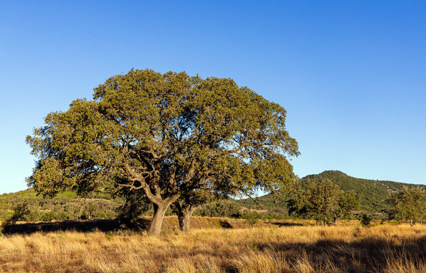 Naked Indian Ranch 2676 Acre Ranch For Sale in Uvalde County Image 10