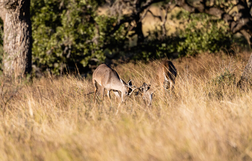 Naked Indian Ranch 2676 Acre Ranch For Sale in Uvalde County Image 17