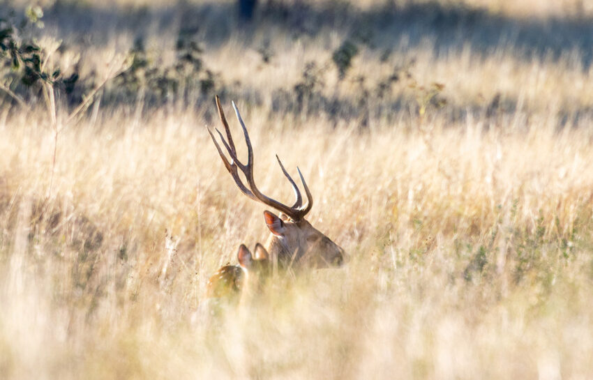 Naked Indian Ranch 2676 Acre Ranch For Sale in Uvalde County Image 18