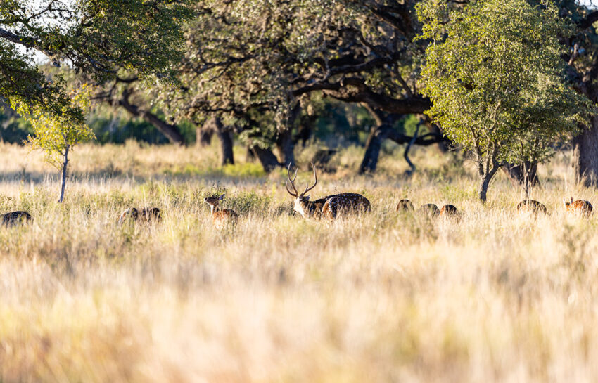 Naked Indian Ranch 2676 Acre Ranch For Sale in Uvalde County Image 19