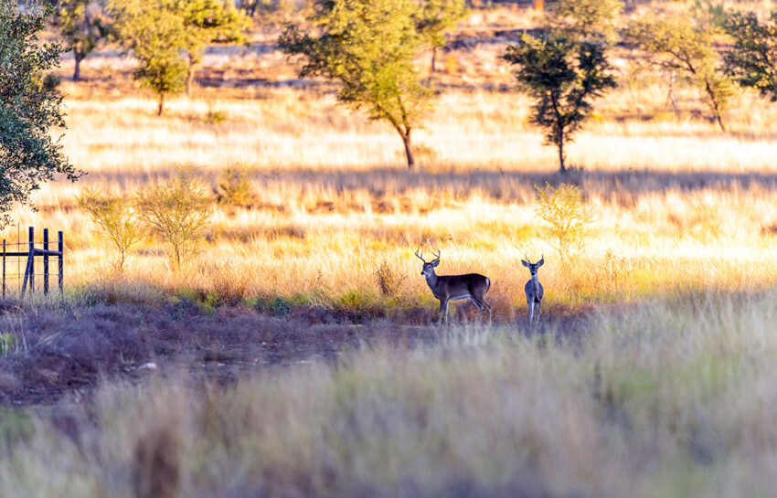 Naked Indian Ranch 2676 Acre Ranch For Sale in Uvalde County Image 21