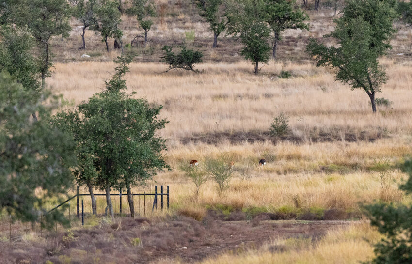Naked Indian Ranch 2676 Acre Ranch For Sale in Uvalde County Image 22