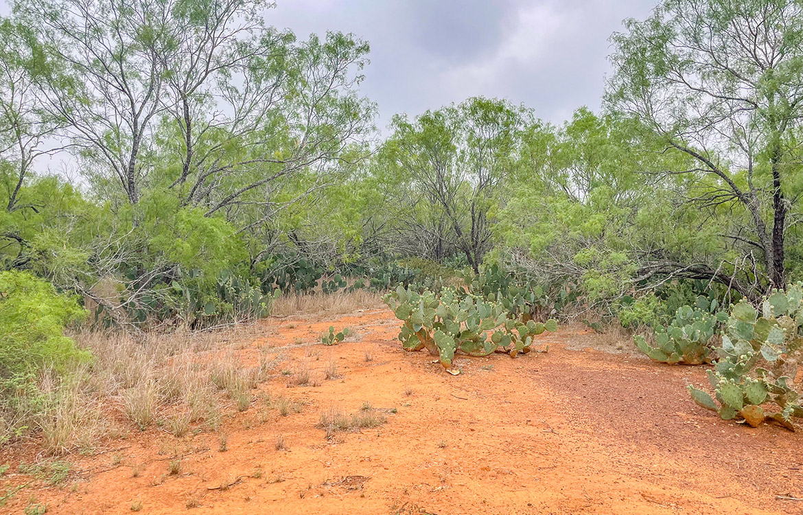 South Texas Corner Ranch 15 Acre Ranch For Sale In Atascosa County Image 15