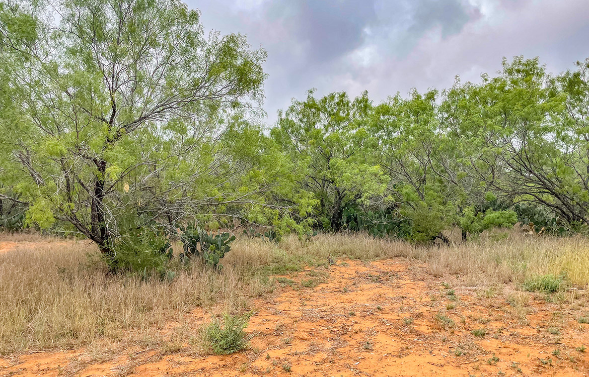 South Texas Corner Ranch 15 Acre Ranch For Sale In Atascosa County Image 17
