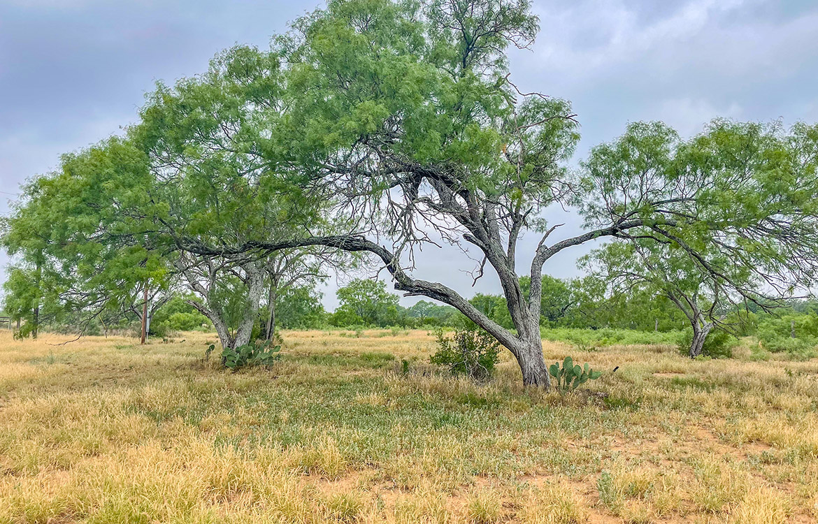 South Texas Corner Ranch