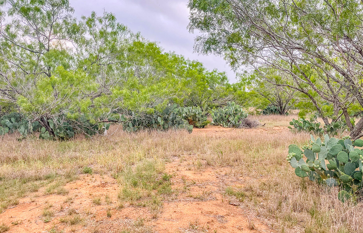 South Texas Corner Ranch 15 Acre Ranch For Sale In Atascosa County Image 7