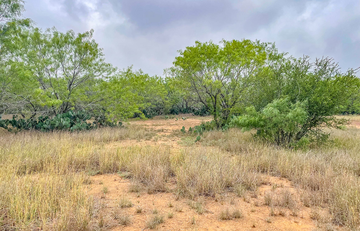South Texas Corner Ranch 15 Acre Ranch For Sale In Atascosa County Image 8