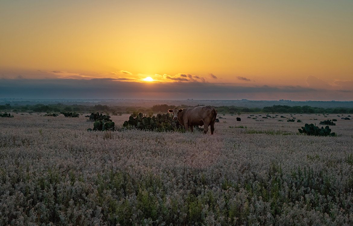 JF Ranch 318 Acre Ranch For Sale In Atascosa County Image 3