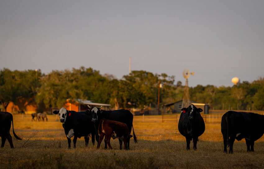 Rafter M Ranch 57 Acre Ranch For Sale in DeWitt County Texas Image 11