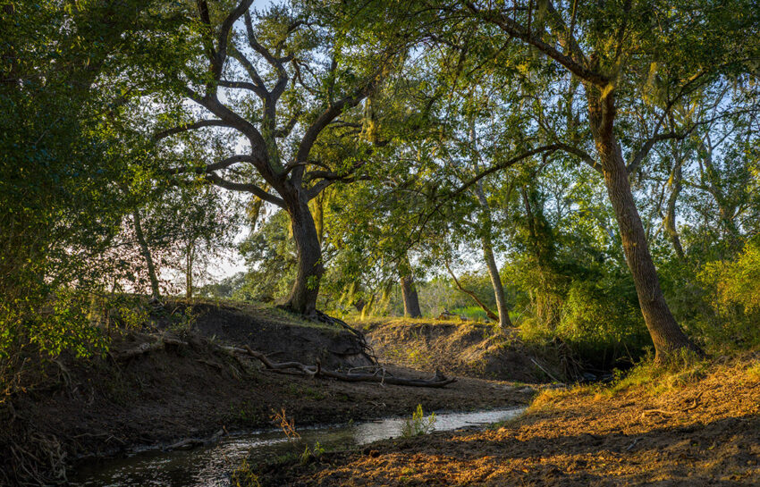 Rafter M Ranch 57 Acre Ranch For Sale in DeWitt County Texas Image 15