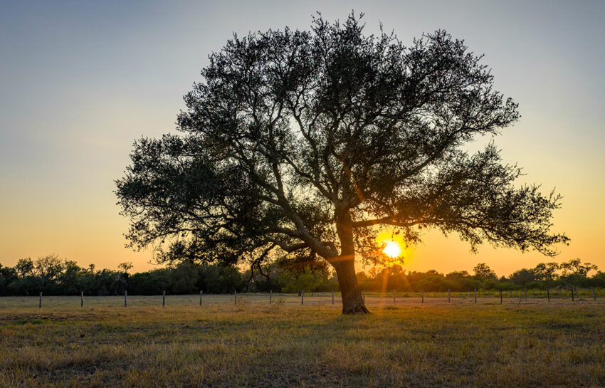 Rafter M Ranch 57 Acre Ranch For Sale in DeWitt County Texas Image 17