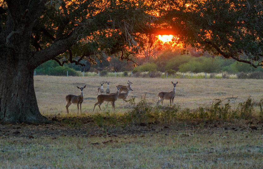 Rafter M Ranch 57 Acre Ranch For Sale in DeWitt County Texas Image 20