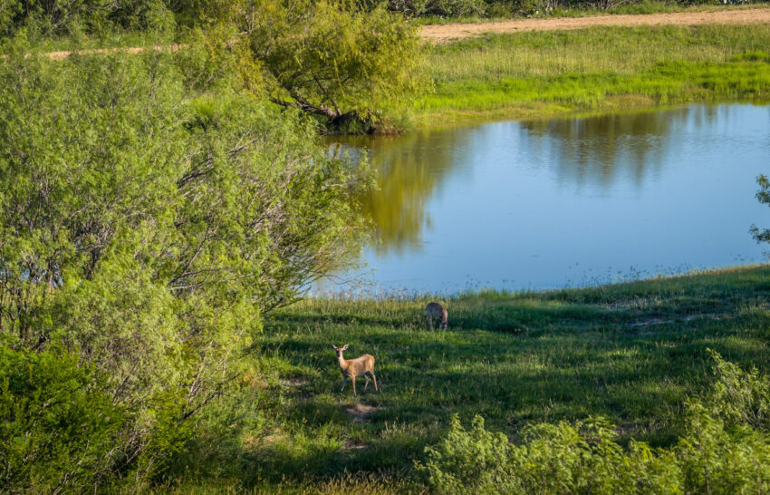 M4 Ranch 340 Acre Recreational Ranch in Dimmit County, Texas Image 5