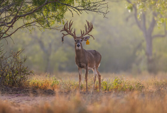 WB Stagecoach Ranch 1150 Acre Ranch in Duval County Texas Image 1