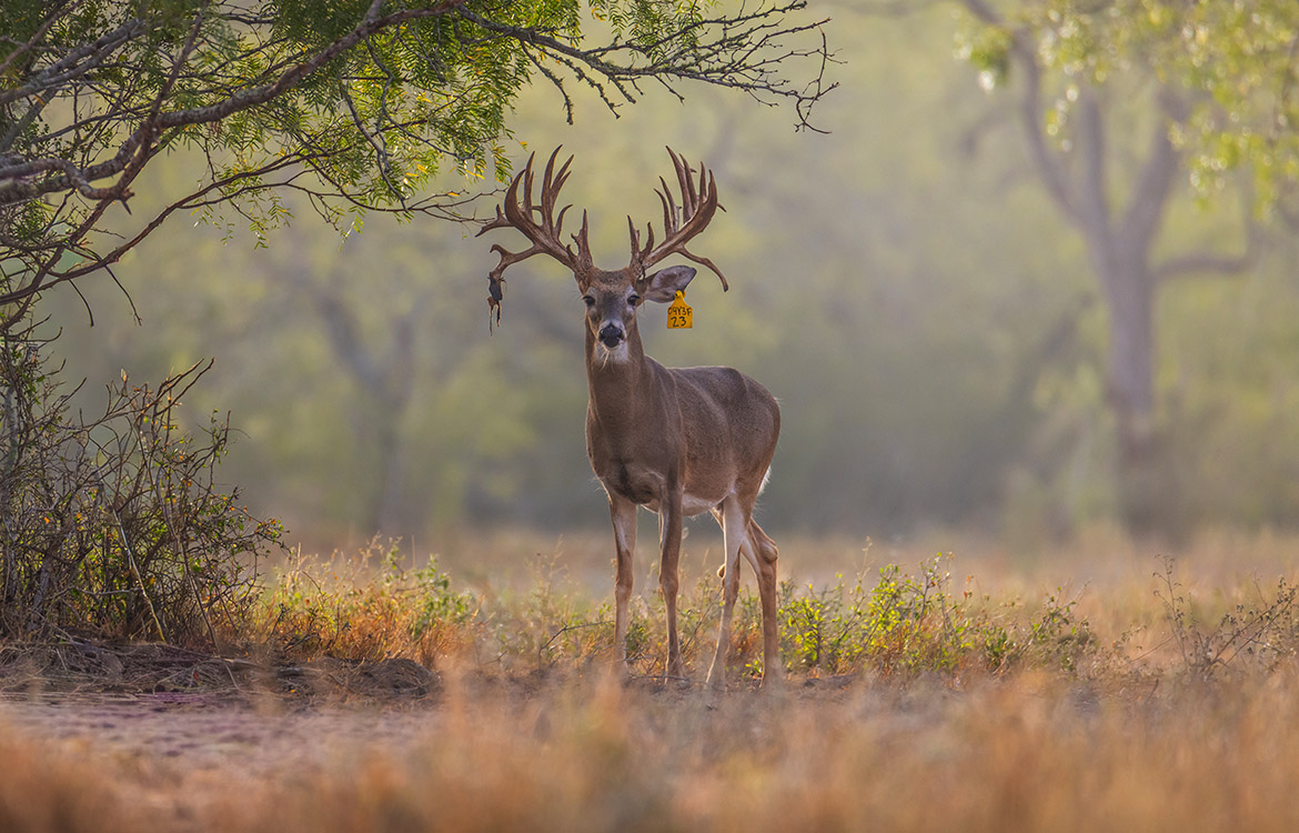 WB Stagecoach Ranch 1150 Acre Ranch in Duval County Texas Image 1