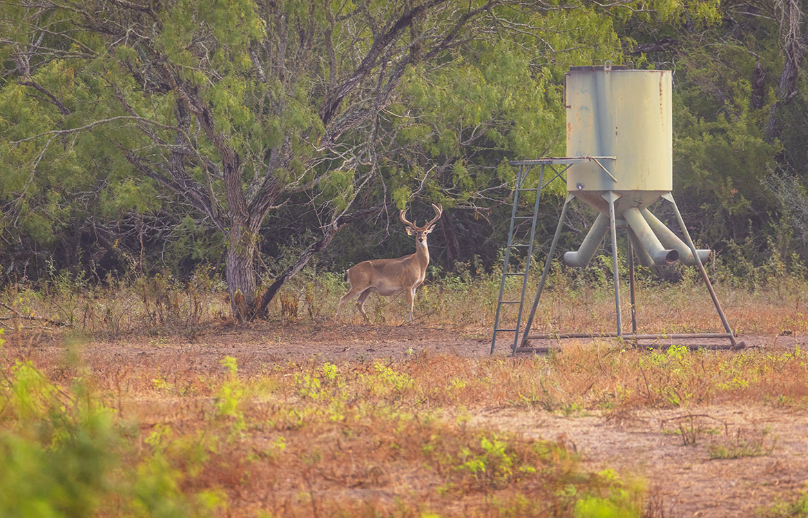 WB Stagecoach Ranch 1150 Acre Ranch in Duval County Texas Image 2