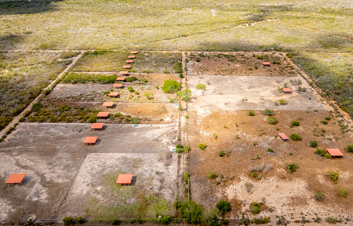 WB Stagecoach Ranch 1150 Acre Ranch in Duval County Texas Image 6
