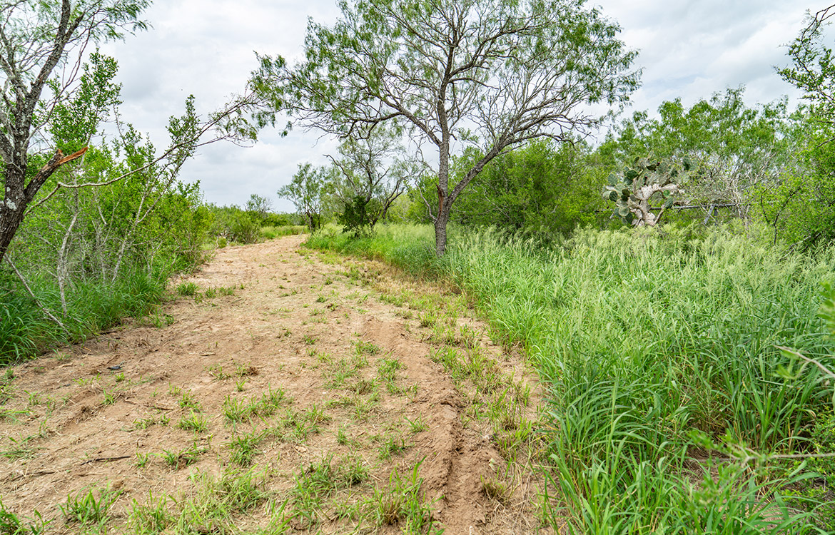 Cielito Ranch 140 Acre Ranch For Sale In Duval County Image 4