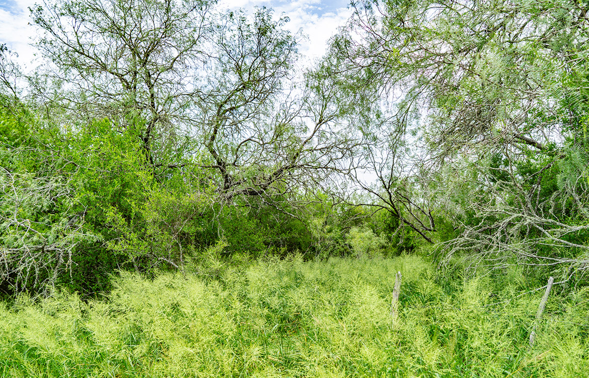 Cielito Ranch 140 Acre Ranch For Sale In Duval County Image 7