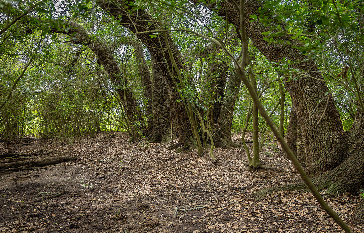 Maly’ Praha Ranch 26 Acre Ranch For Sale In Fayette County Image 3