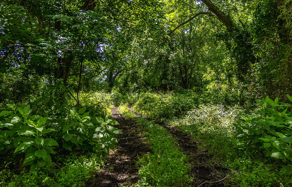 Maly’ Praha Ranch 26 Acre Ranch For Sale In Fayette County Image 4