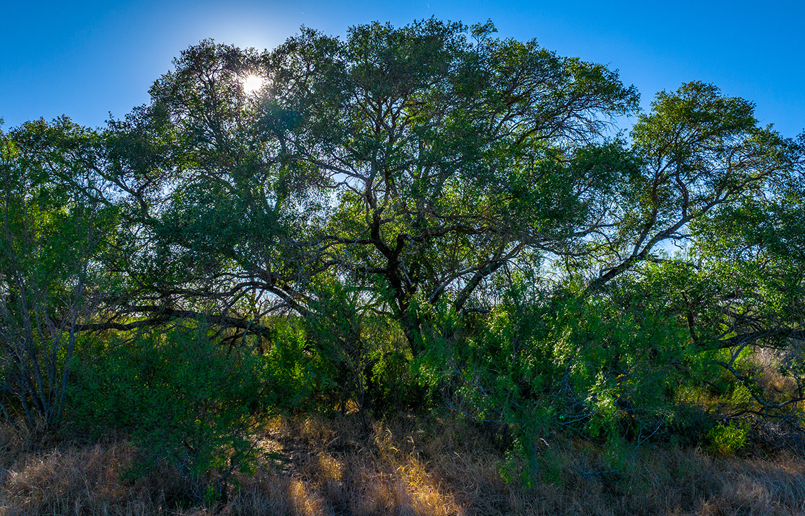 Bigfoot Ranch 1161 Acre Ranch For Sale In Frio County Image 12