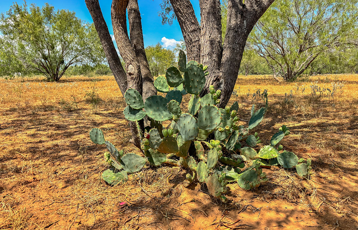 RM Ranchette 14 Acre Ranch For Sale In Frio County Image 13