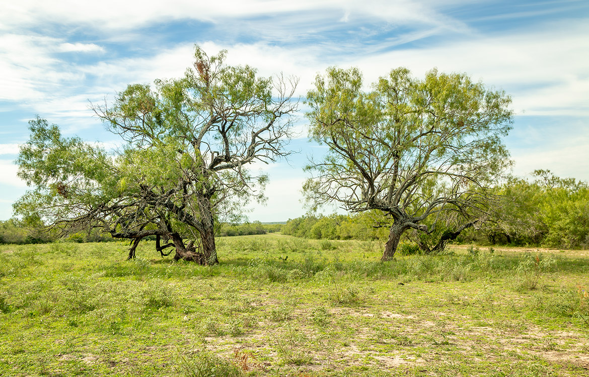 Elm Creek Ranch, 423 acre ranch for sale in Frio County, Image 7