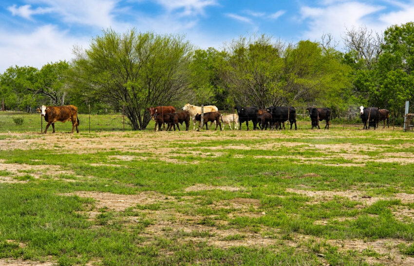 W-5 Ranch 53 Acre Property for Sale in Frio County, Texas Image 5