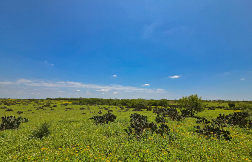 Rancho de Keystone 60 Acre Ranch for Sale in Frio County, Texas Image 5