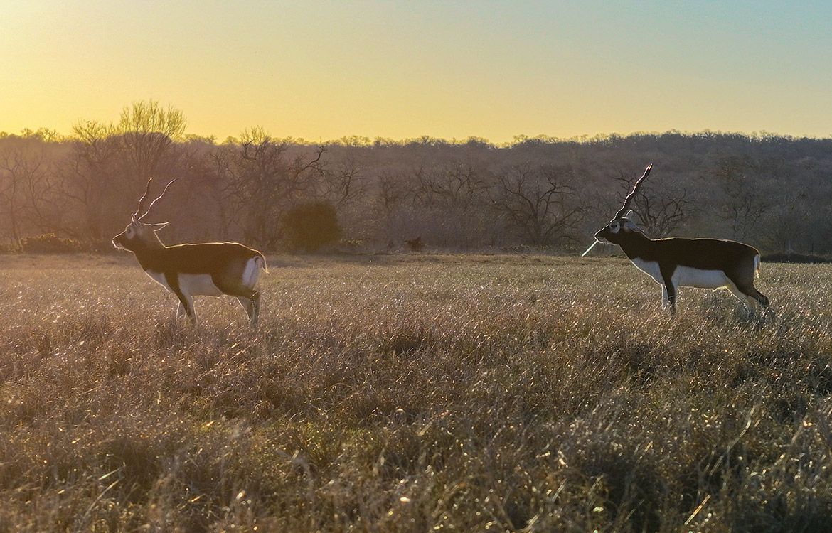 Twenty Divide Ranch 240 Acre Ranch For Sale In Gonzales County Image 14