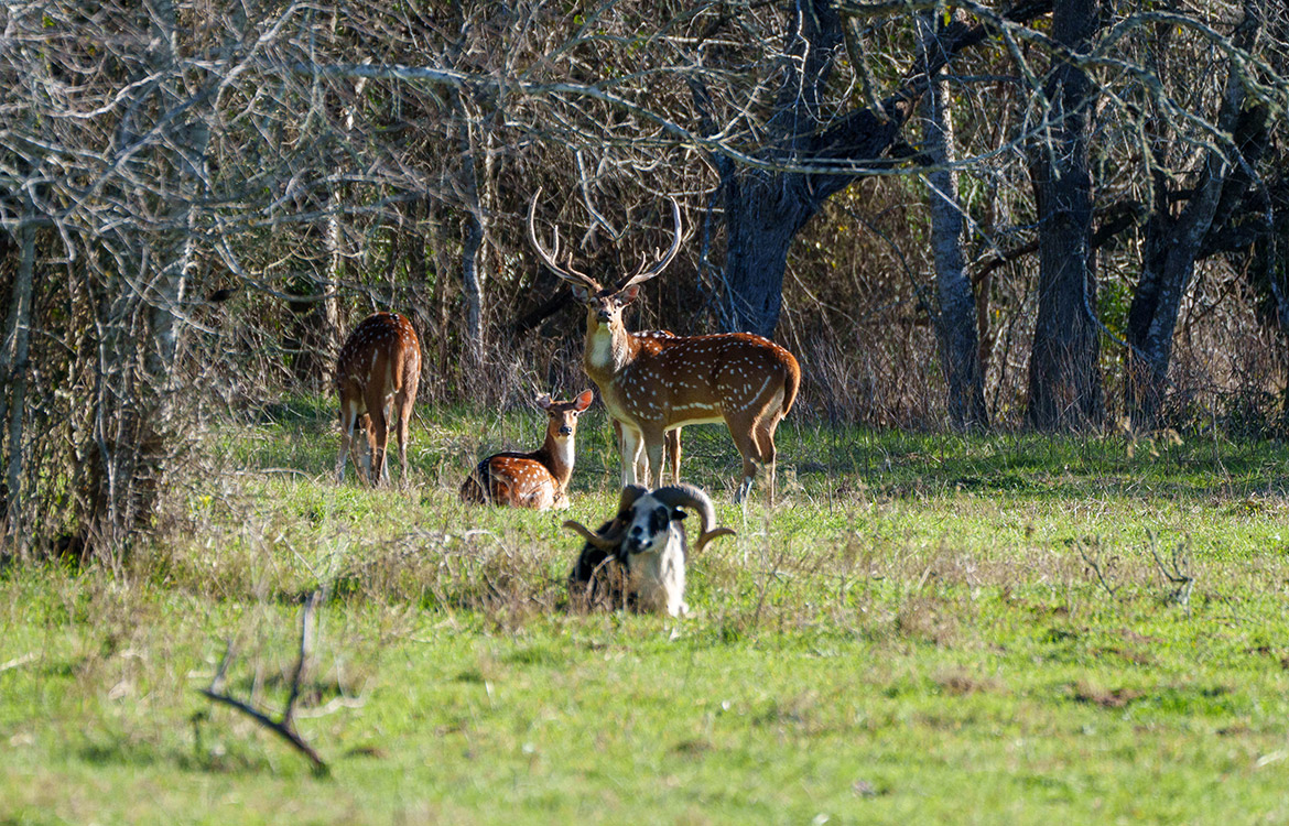 Twenty Divide Ranch 240 Acre Ranch For Sale In Gonzales County Image 15