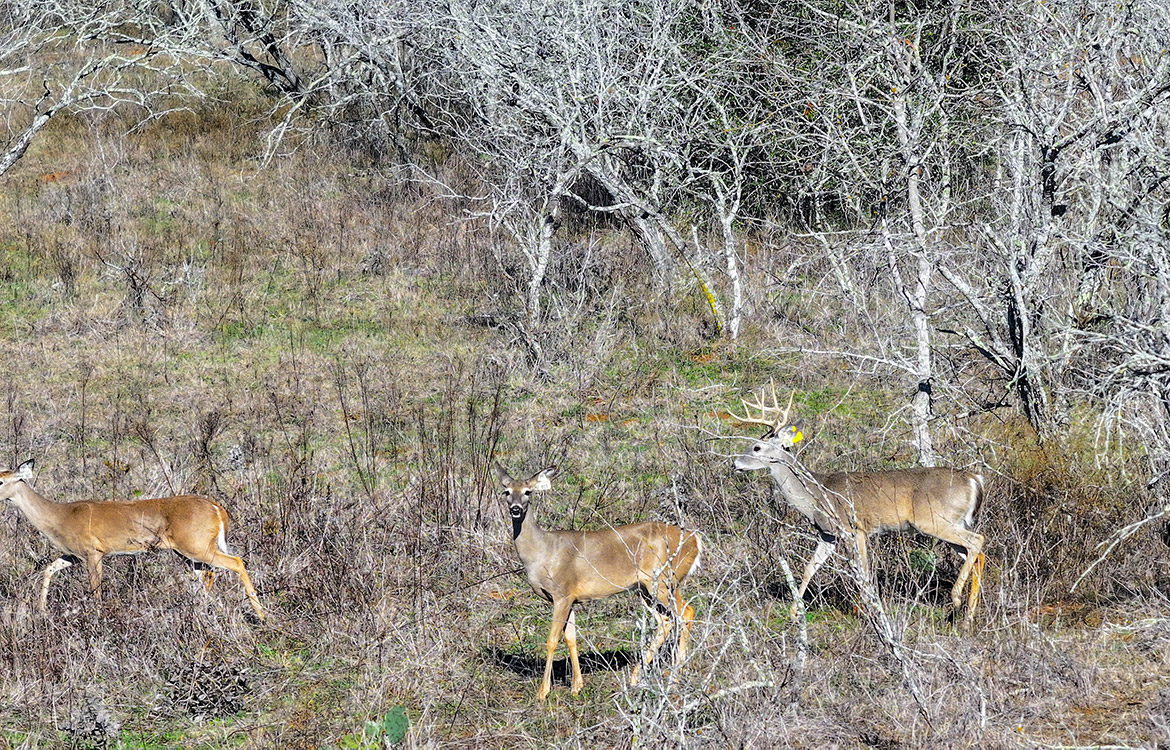 Twenty Divide Ranch 240 Acre Ranch For Sale In Gonzales County Image 18