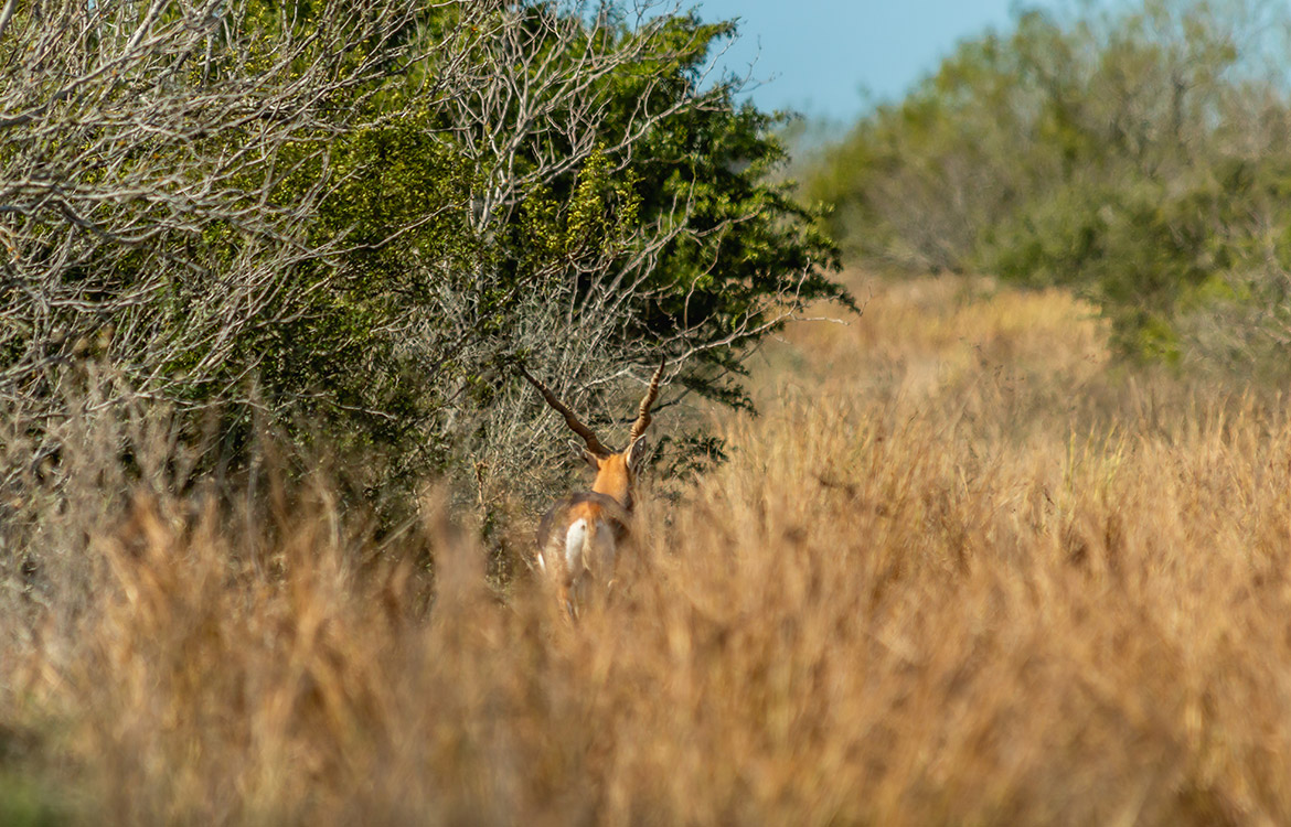 Shady Side Ranch 948 Acre Ranch For Sale In Jim Hogg County Image 12