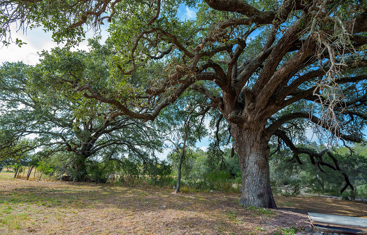 Dry Creek Ranch 64 Acre Ranch For Sale In Wilson County Image 3