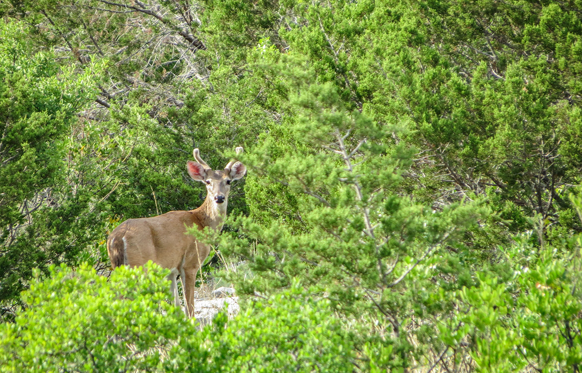Pinion Ridge 110 Acre Ranch For Sale In Edwards County Image 5