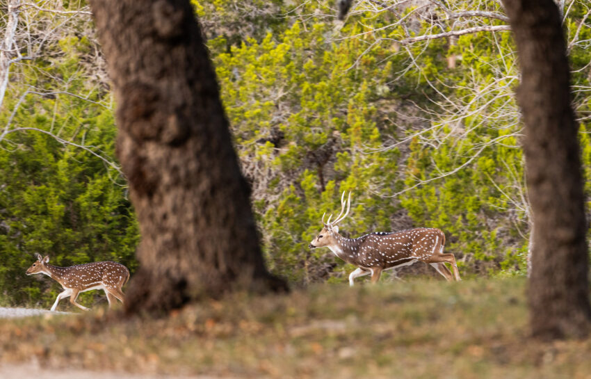 Patterson Creek Refuge 50 Acre Ranch in Real County Texas Image 9