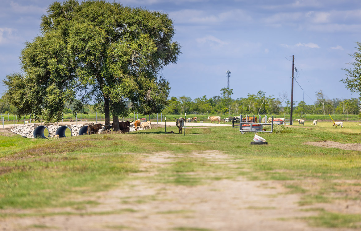 Rockin D Ranch 154 Acres For Sale in Galveston County Texas Image 10